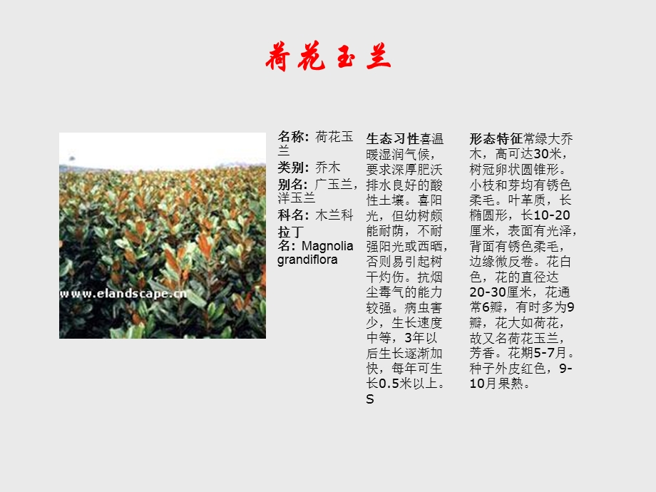 《常用园林植物》PPT课件.ppt_第2页