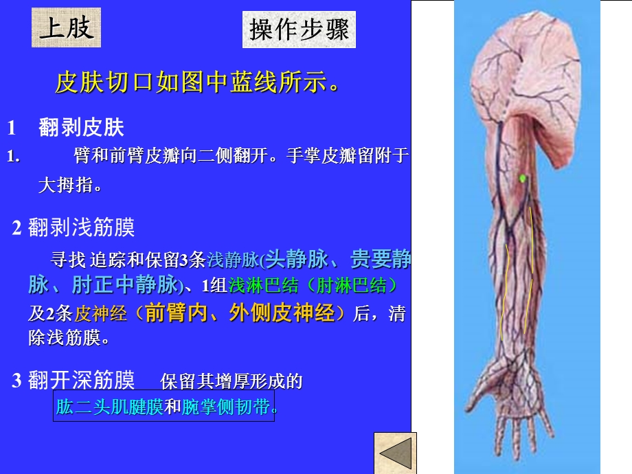 《局解操作上肢》PPT课件.ppt_第3页