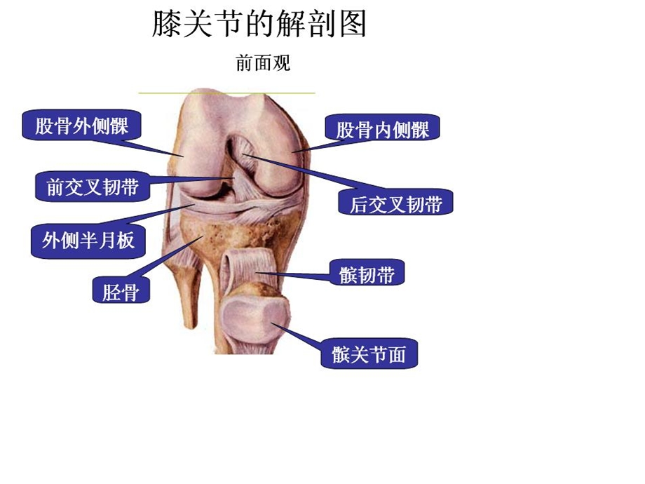 《半月板的损伤》PPT课件.ppt_第3页