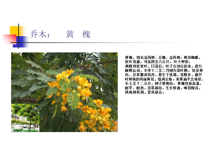 《南方乔木植物》PPT课件.ppt_第1页