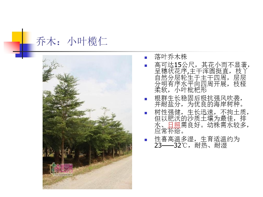 《南方乔木植物》PPT课件.ppt_第3页