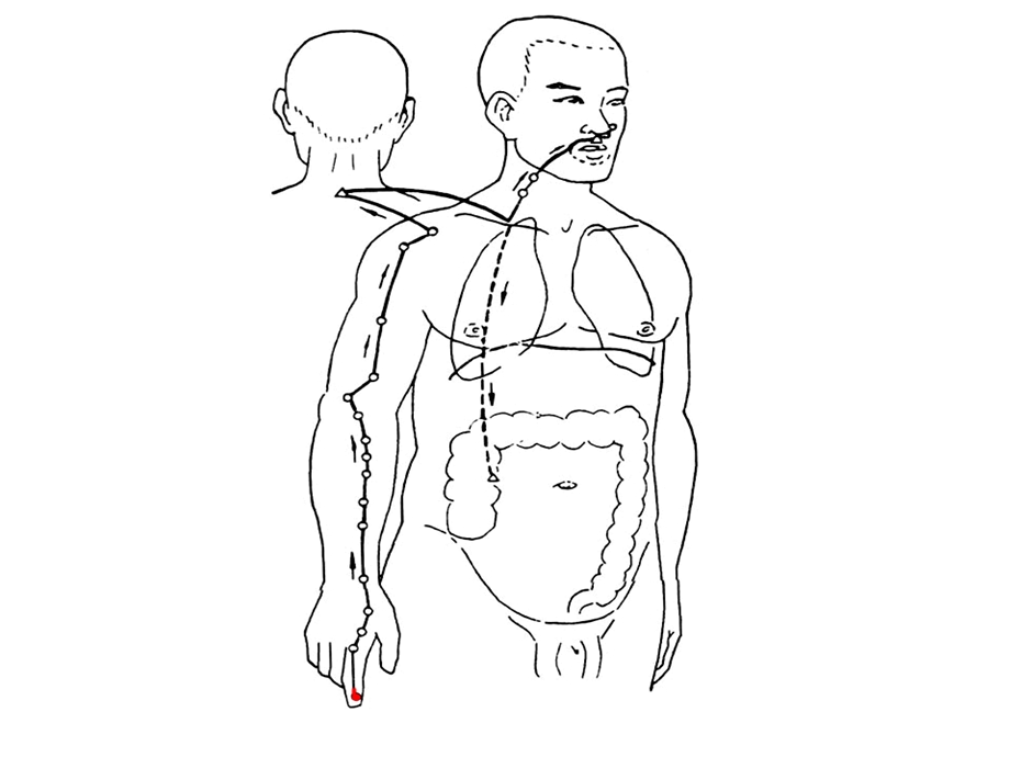 手阳明大肠经.ppt_第3页