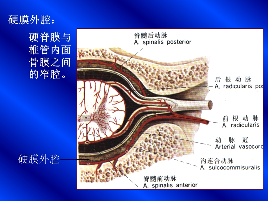 5脑和脊髓的被膜.ppt_第3页