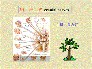 系统解剖 概要脑神经.ppt