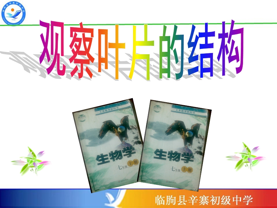 《实验说课》PPT课件.ppt_第1页