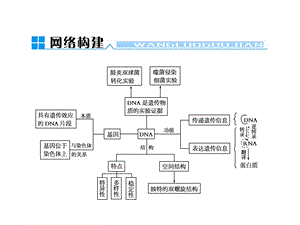 《基因DNA染色体》PPT课件.ppt