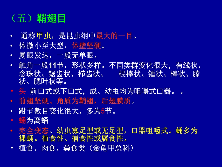 《实验四鞘翅目》PPT课件.ppt_第1页