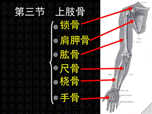 《上肢骨及连接》PPT课件.ppt