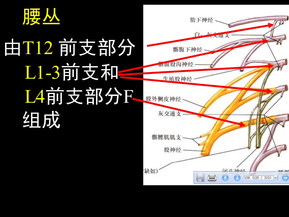 《下肢神经解剖》PPT课件.ppt_第2页