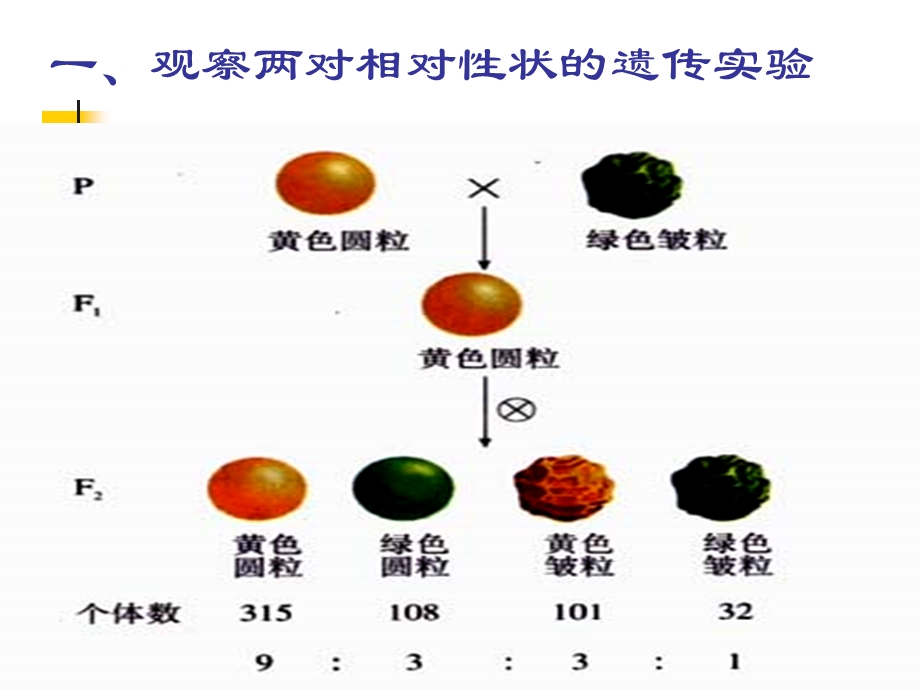 《基因组合讲》PPT课件.ppt_第3页