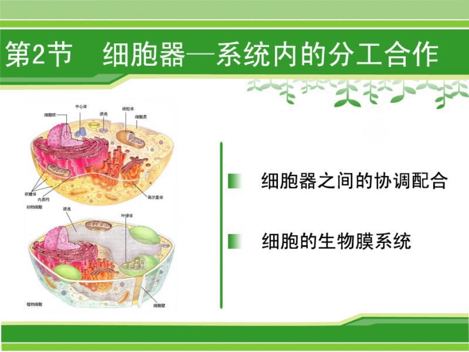 细胞器——系统内的分工合作(第二课时).ppt_第1页