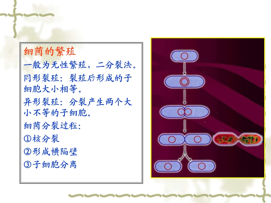 《微生物的形态》PPT课件.ppt_第3页