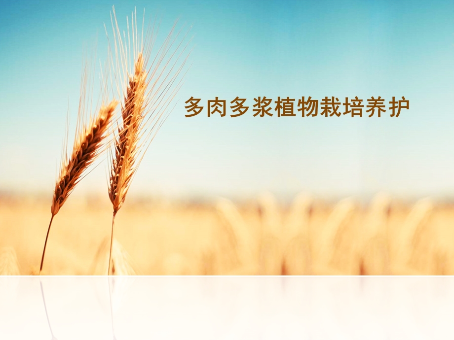 《多肉植物识别》PPT课件.ppt_第1页