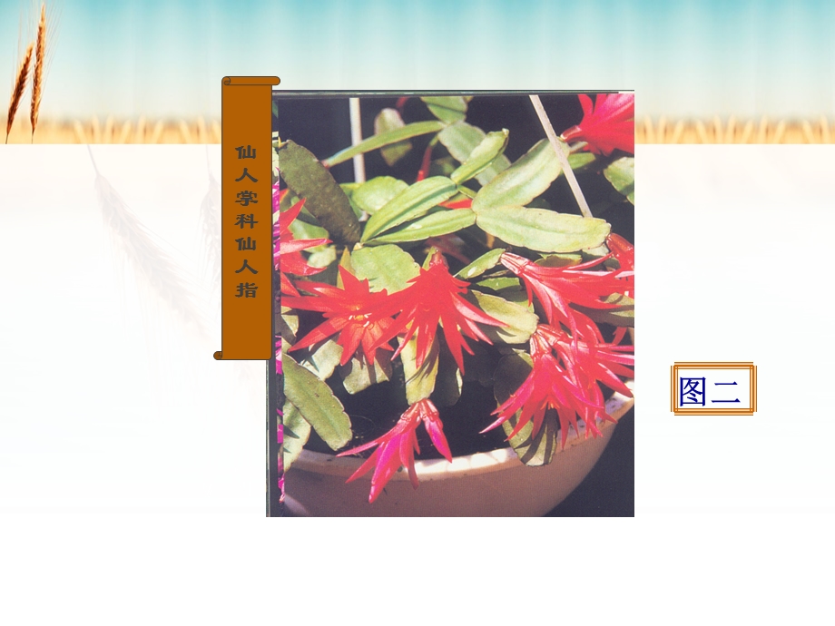 《多肉植物识别》PPT课件.ppt_第3页