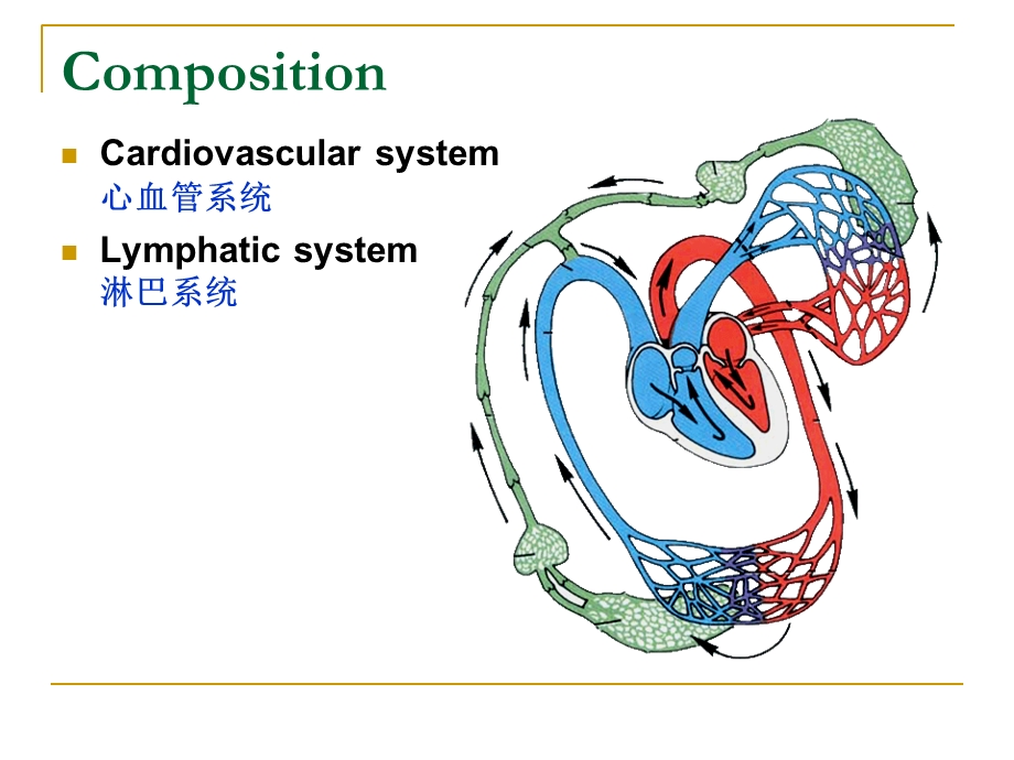 《心血管系统英》PPT课件.ppt_第2页