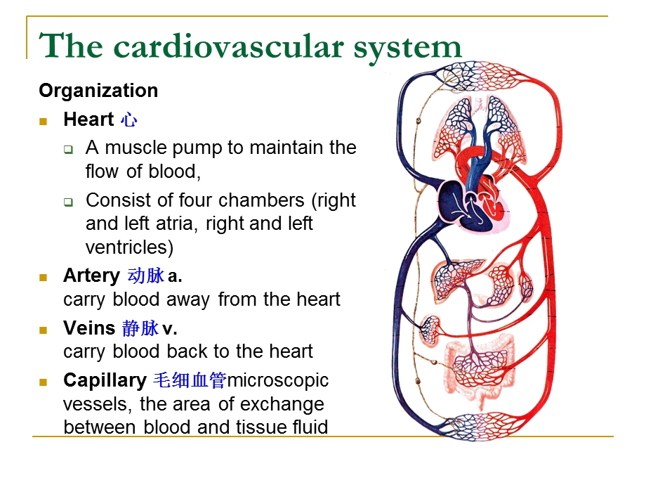 《心血管系统英》PPT课件.ppt_第3页