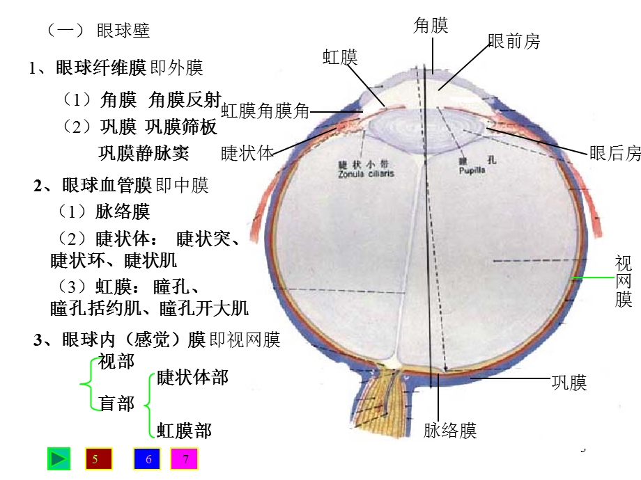 《人体解剖学眼》PPT课件.ppt_第3页