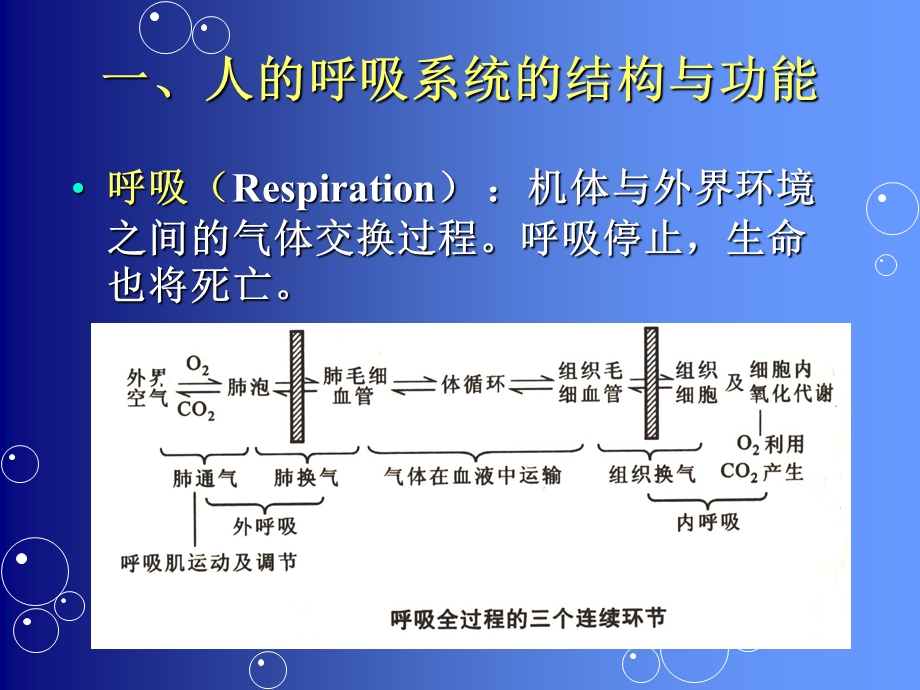 《呼吸气体交换》PPT课件.ppt_第3页