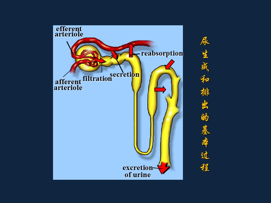 《复旦生理学》PPT课件.ppt_第2页