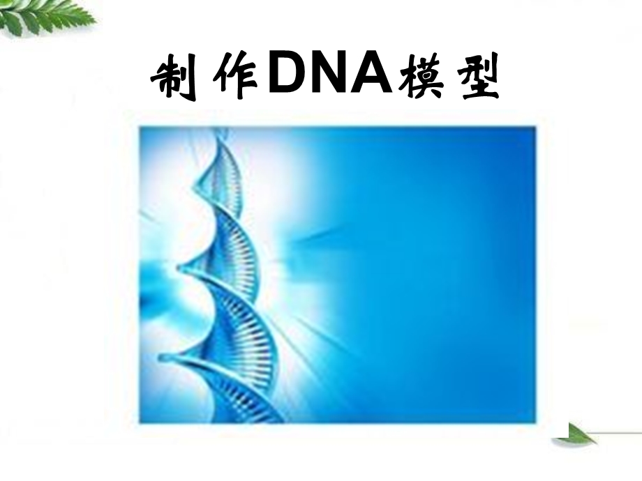 《制作DNA模型》PPT课件.ppt_第1页