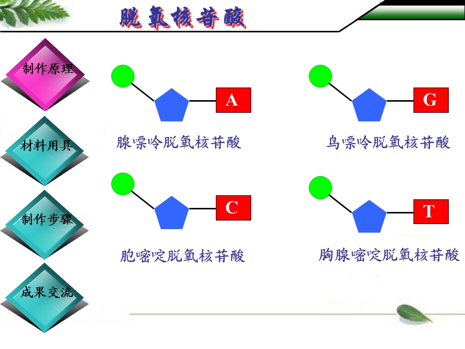 《制作DNA模型》PPT课件.ppt_第3页