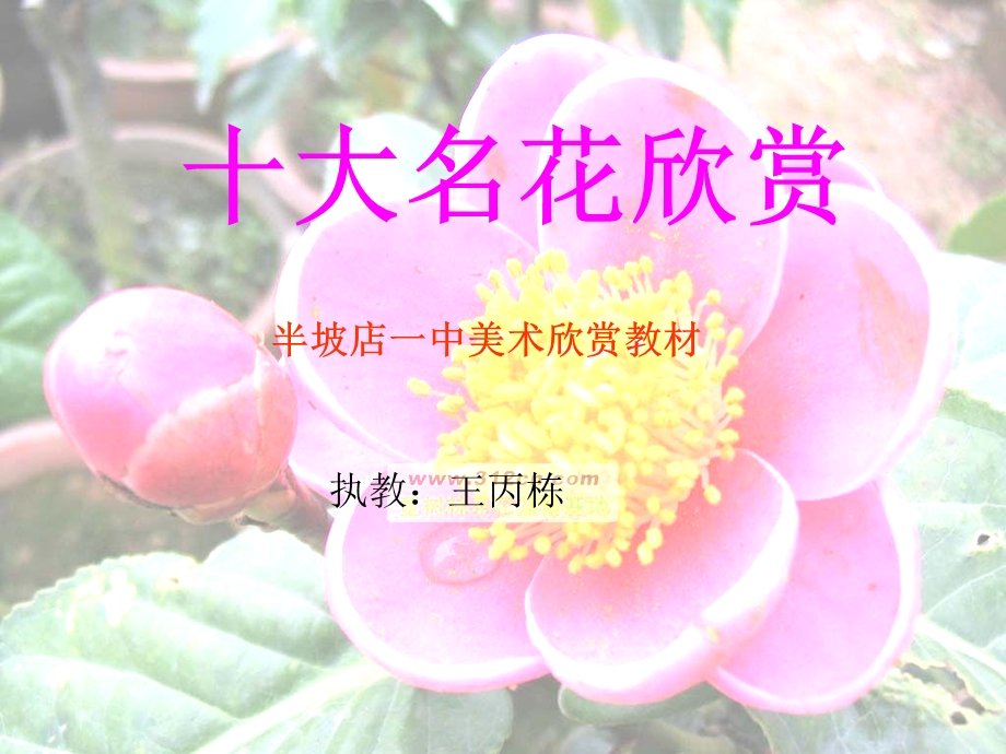 《大名花欣赏》PPT课件.ppt_第1页