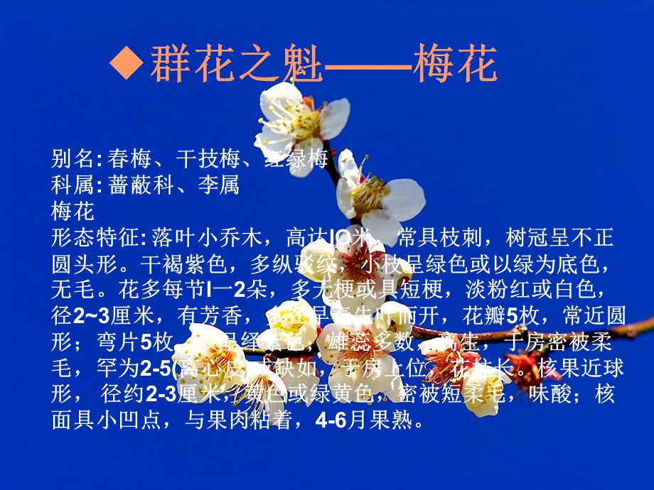 《大名花欣赏》PPT课件.ppt_第3页