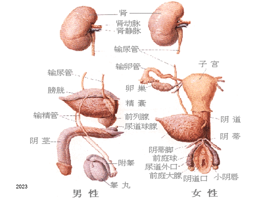 《妇科疾病知识》PPT课件.ppt_第3页