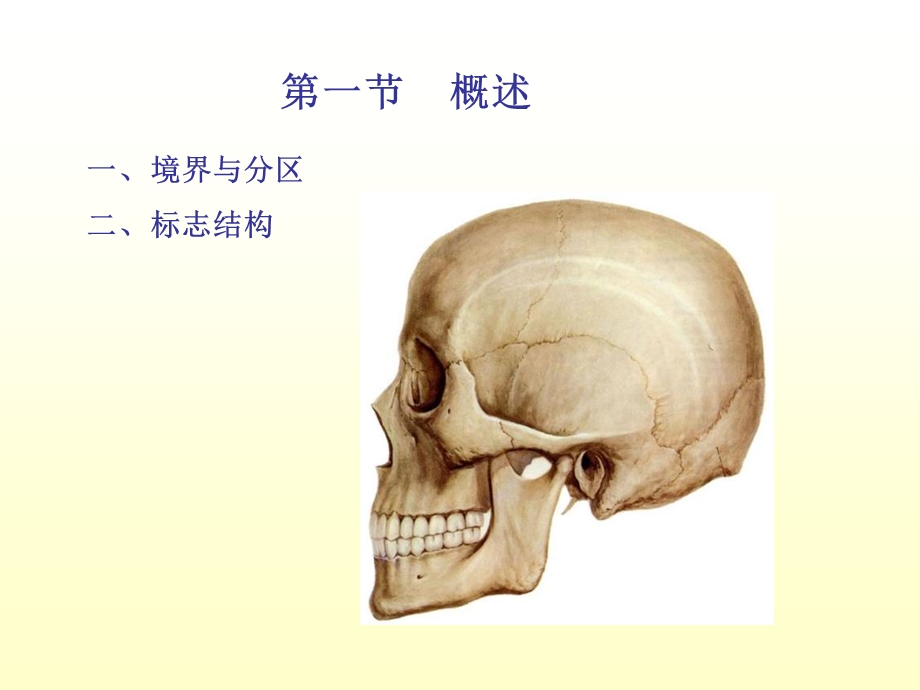 《头部断层》PPT课件.ppt_第2页