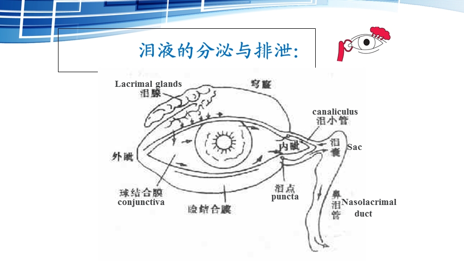 《泪器病和眼表疾病》PPT课件.ppt_第3页