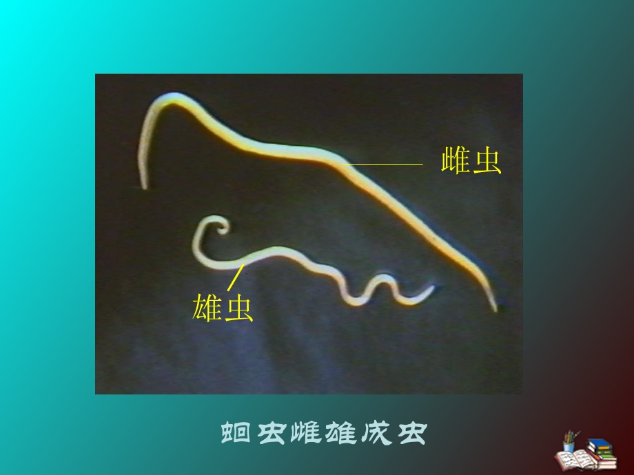 《线虫总论蛔虫》PPT课件.ppt_第2页