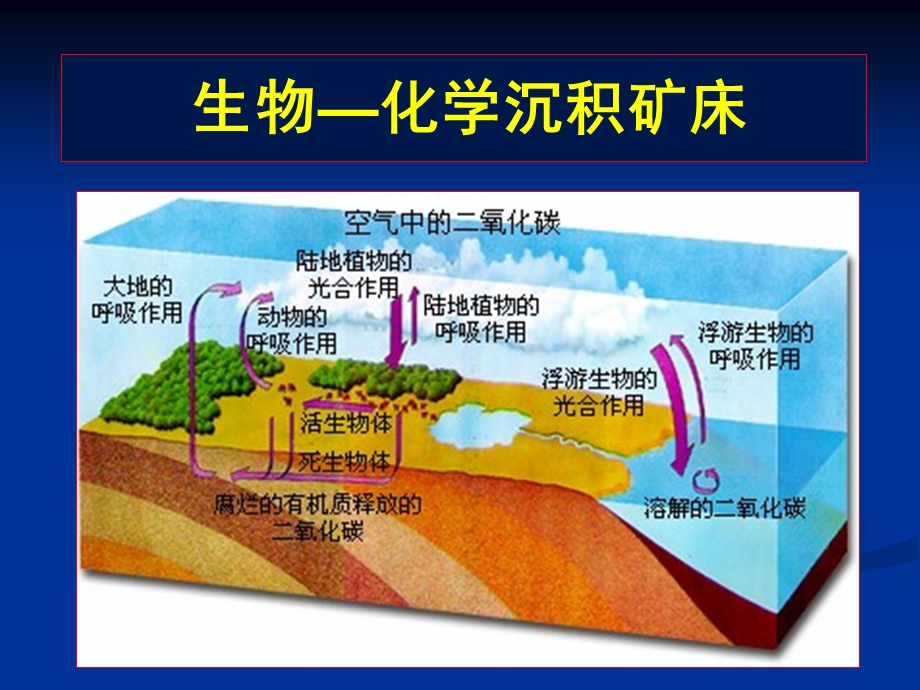 《生物化学沉积》PPT课件.ppt_第1页