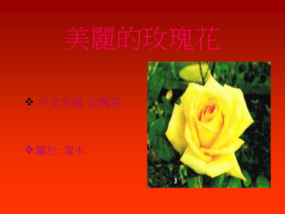 《美丽的玫瑰花》PPT课件.ppt_第1页