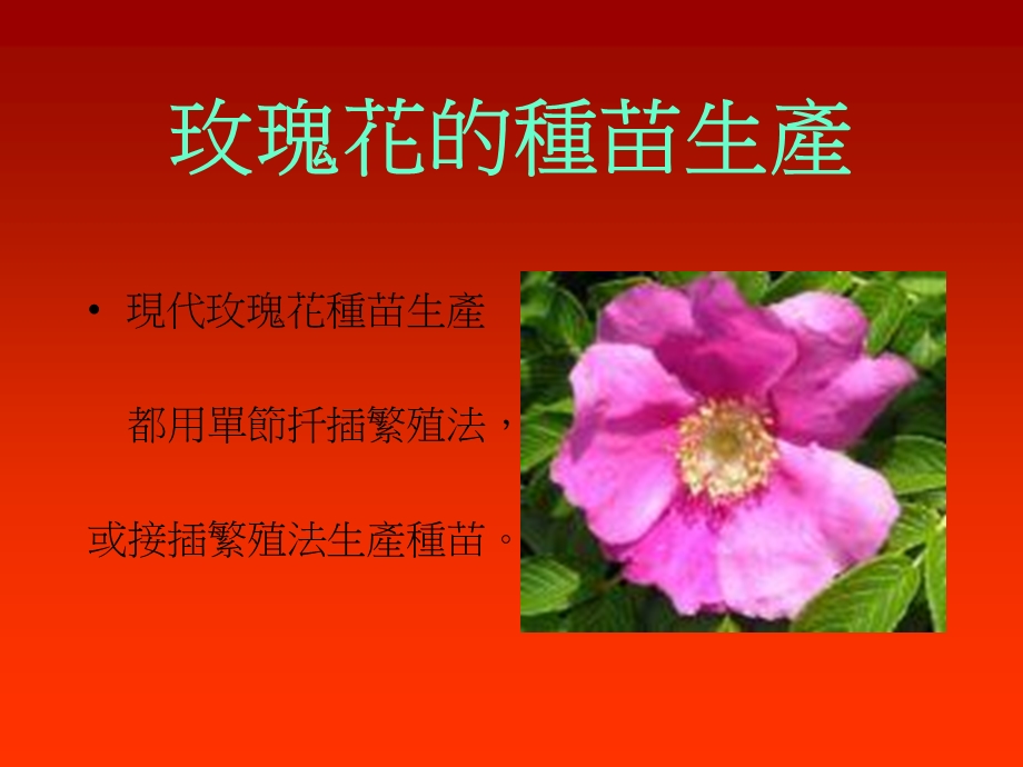 《美丽的玫瑰花》PPT课件.ppt_第3页