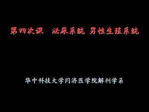 《泌尿系统男》PPT课件.ppt