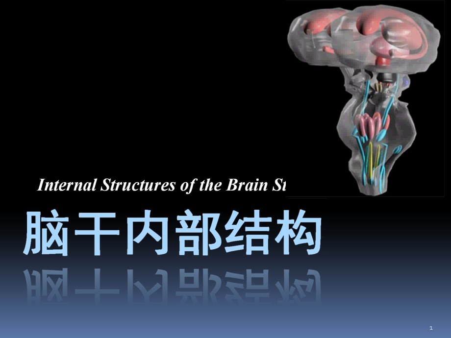 《脑干内部结构》PPT课件.ppt_第1页