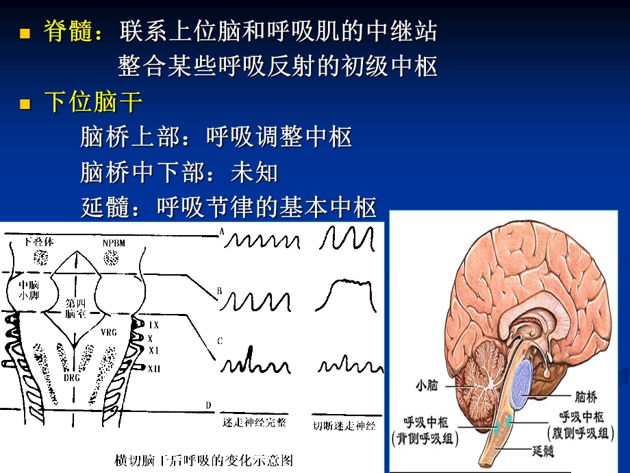 生理学 本科呼吸生理3.ppt_第3页