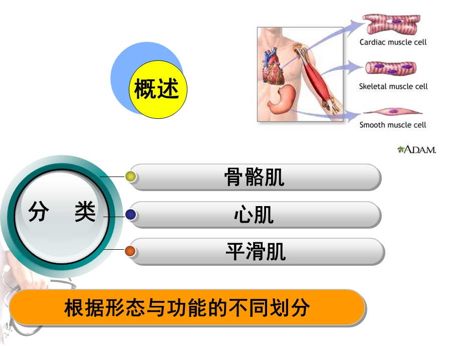 《护理肌组织》PPT课件.ppt_第3页