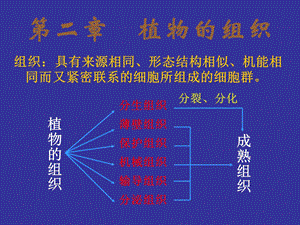 《植物的组织》PPT课件.ppt