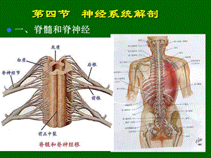 《神经系统脊髓》PPT课件.ppt