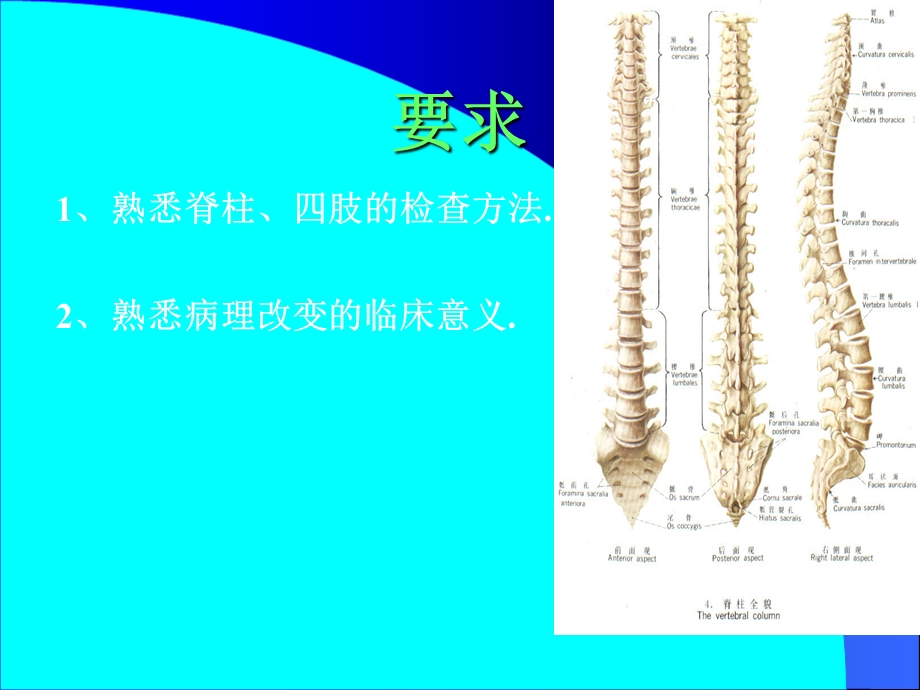 《脊椎四肢检查》PPT课件.ppt_第2页