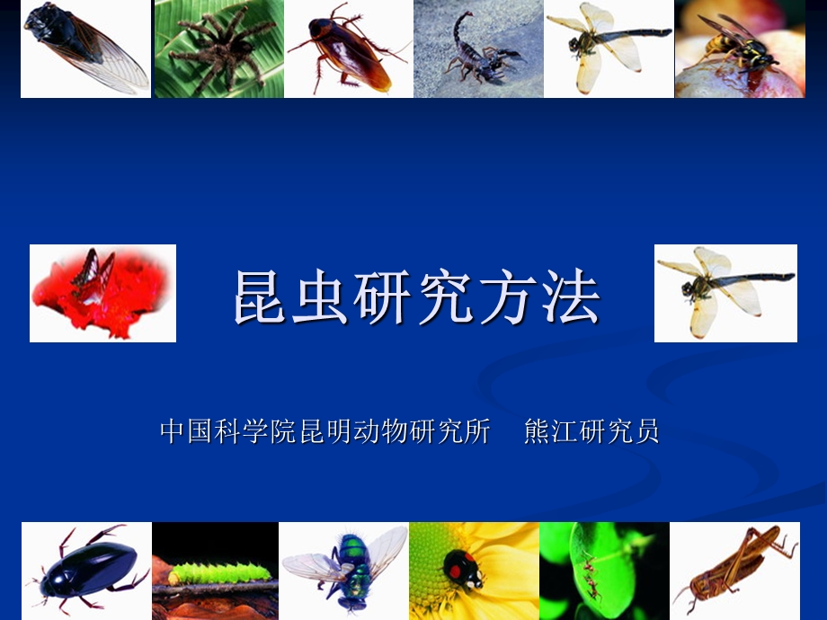 《昆虫研究方法》PPT课件.ppt_第1页