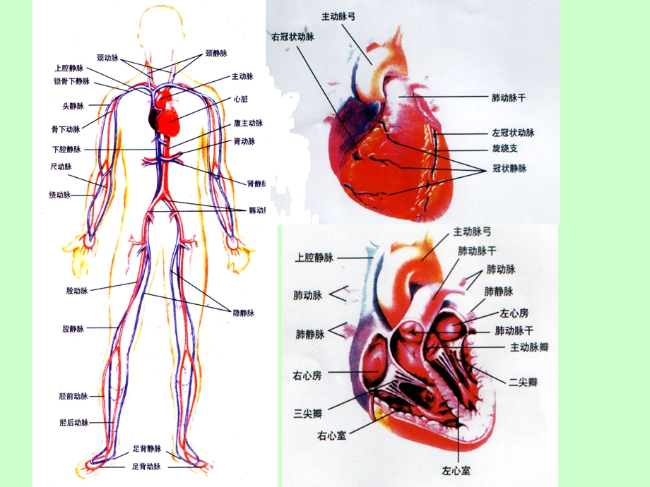 心脑血管的健康与饮食调理a.ppt_第3页