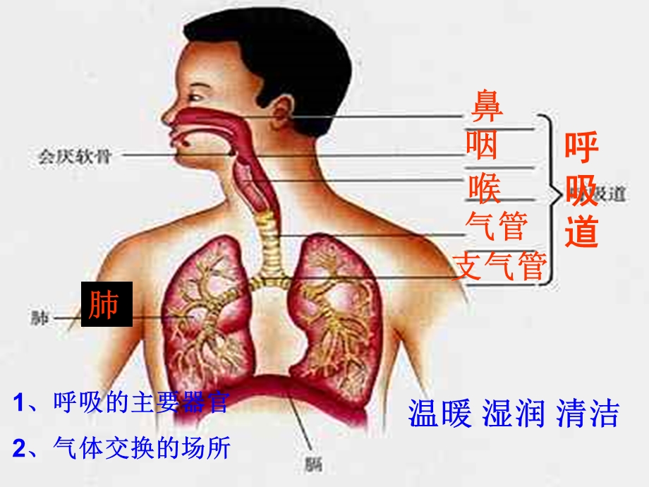 《气体交换》PPT课件.ppt_第2页