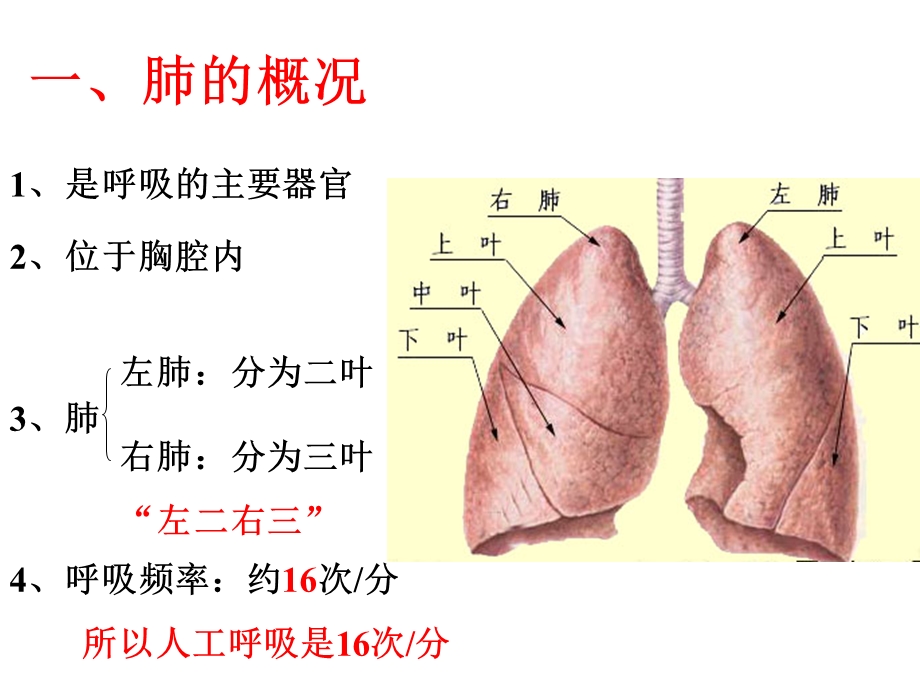 《气体交换》PPT课件.ppt_第3页