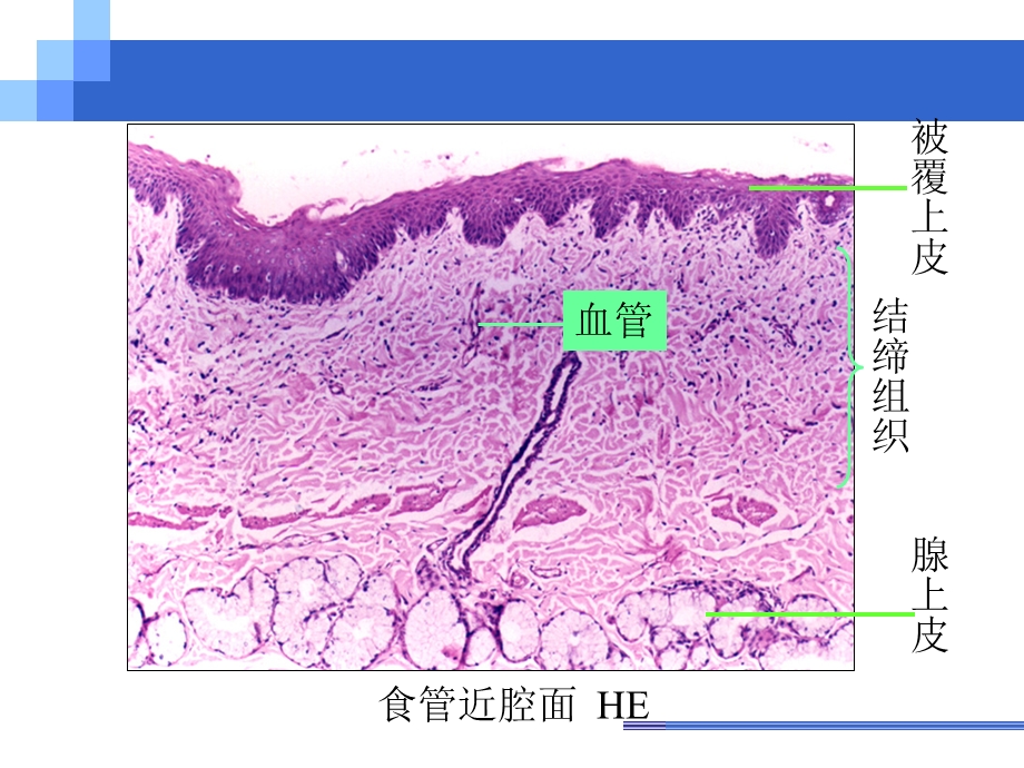 《组织胚胎学》PPT课件.ppt_第3页