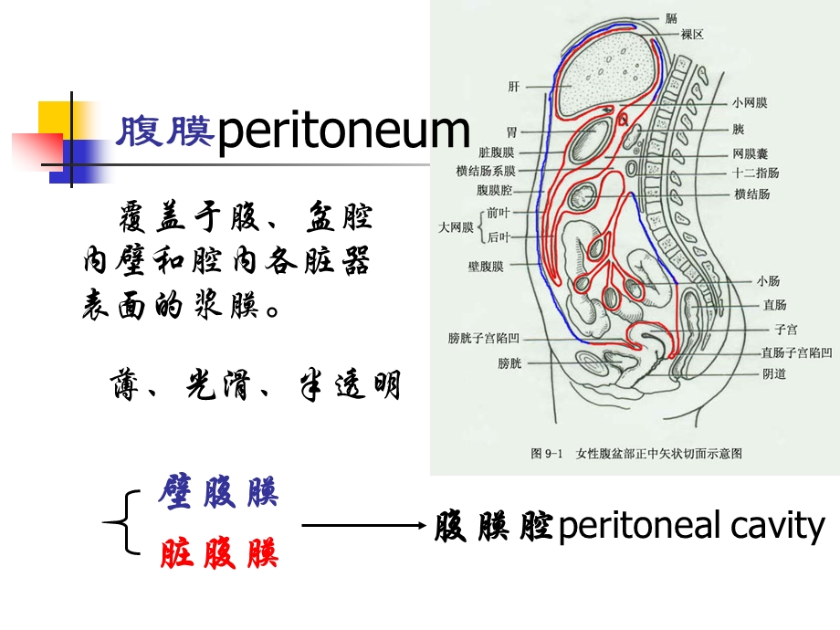 生理学腹膜(网络版Z).ppt_第2页