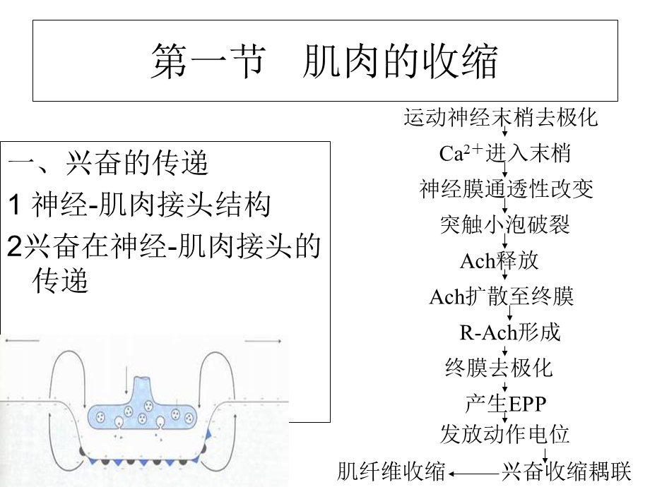 《肌肉的活动》PPT课件.ppt_第2页