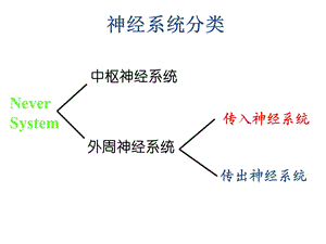 《神经系统分类》PPT课件.ppt