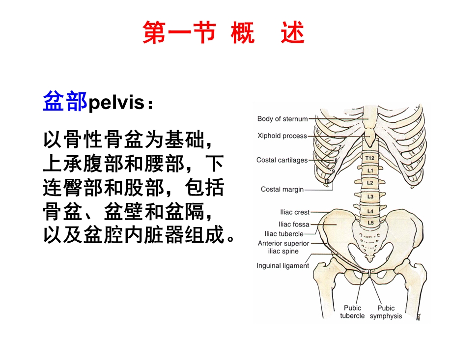 《盆部及会阴》PPT课件.ppt_第3页